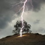 Lightningd-Tree