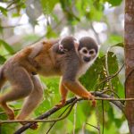Mother-baby-squirrel-monkey