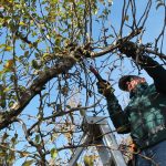 Cutting away the deadwood