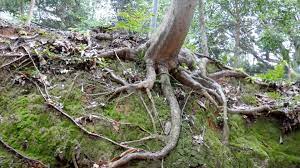 Tree-Roots-animism