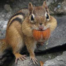 chipmunk