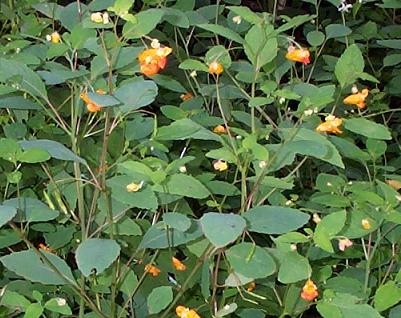 jewelweed