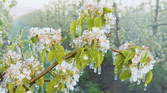 pear-blossoms-in-ice-harryanddavid