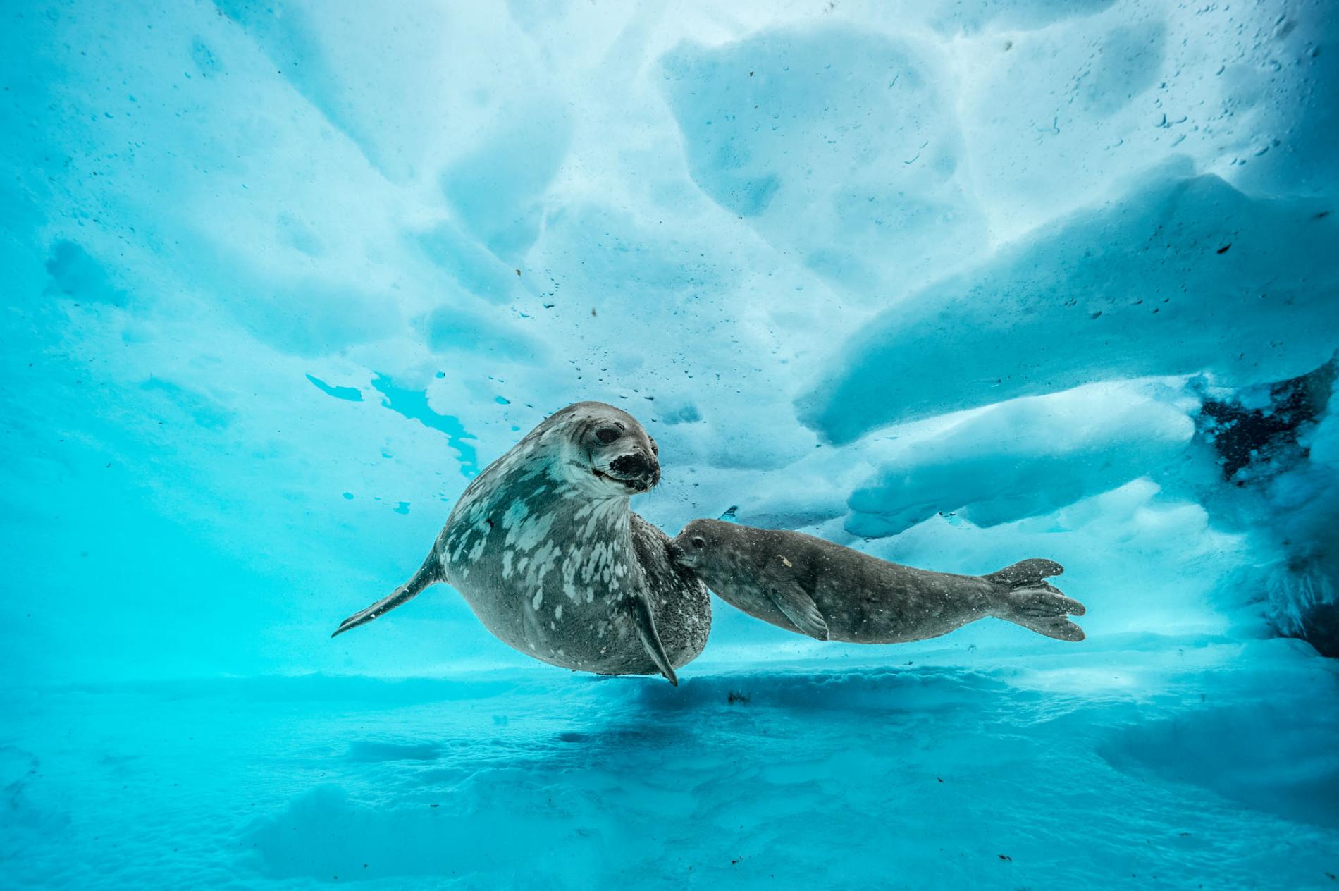 under-antarctica-weddell-seal-pup.ngsversion.1497363711119.adapt.1900